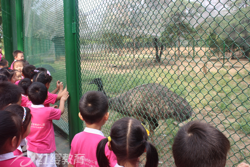 快看呀！大鴕鳥呀！